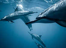 术士现可在《熊猫人之谜》怀旧服中解锁邪能之力